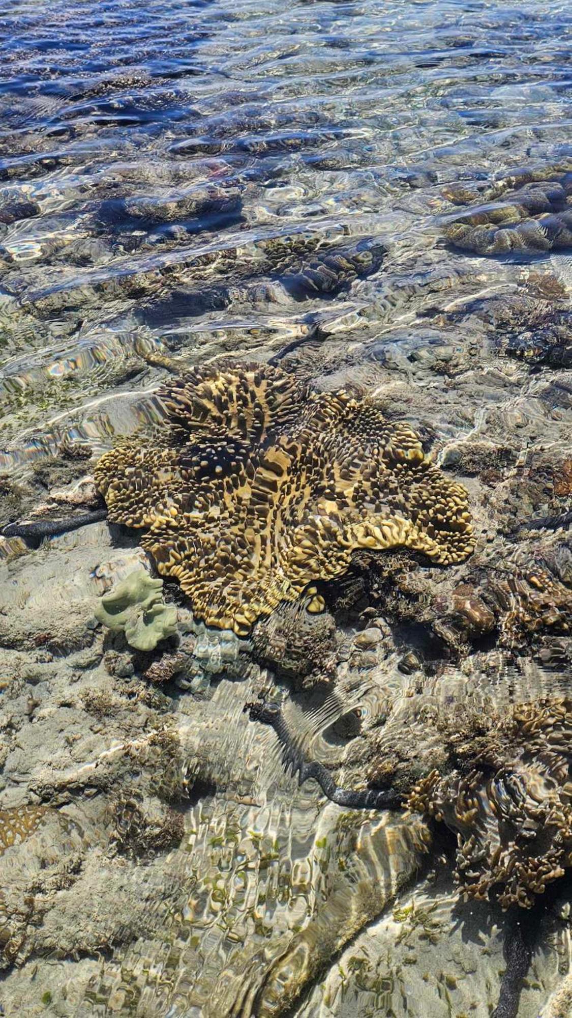 Eagles Nest Beach Resort Davao City Exteriör bild